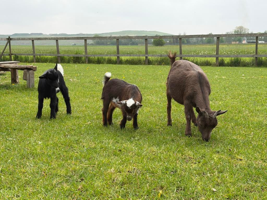 Dwerggeiten, Dieren en Toebehoren, Schapen, Geiten en Varkens, Meerdere dieren, Geit, 0 tot 2 jaar