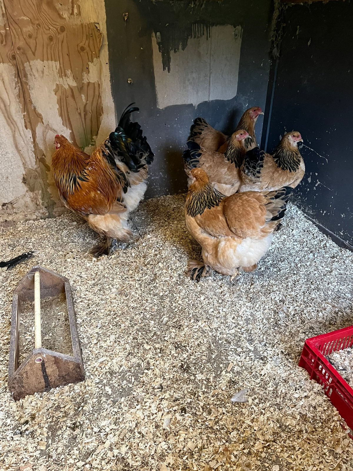 Brahma groot broedeieren, Geslacht onbekend, Kip