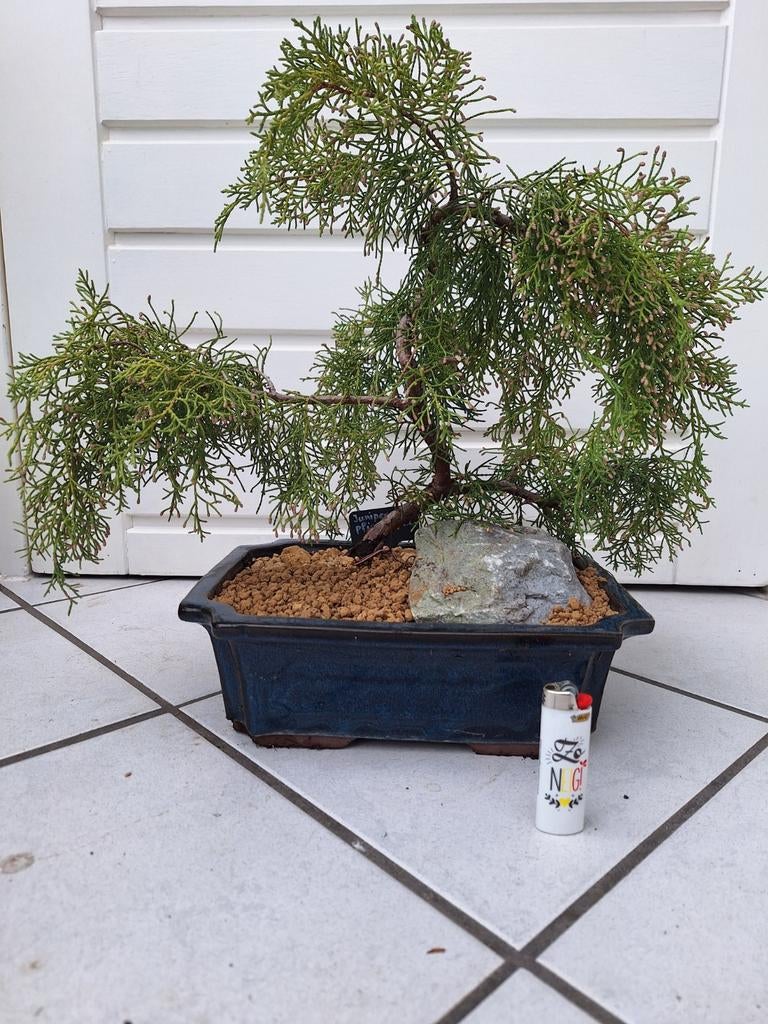 bonsai, Tuin en Terras, Bloeit niet, Halfschaduw, Minder dan 100 cm, Overige soorten