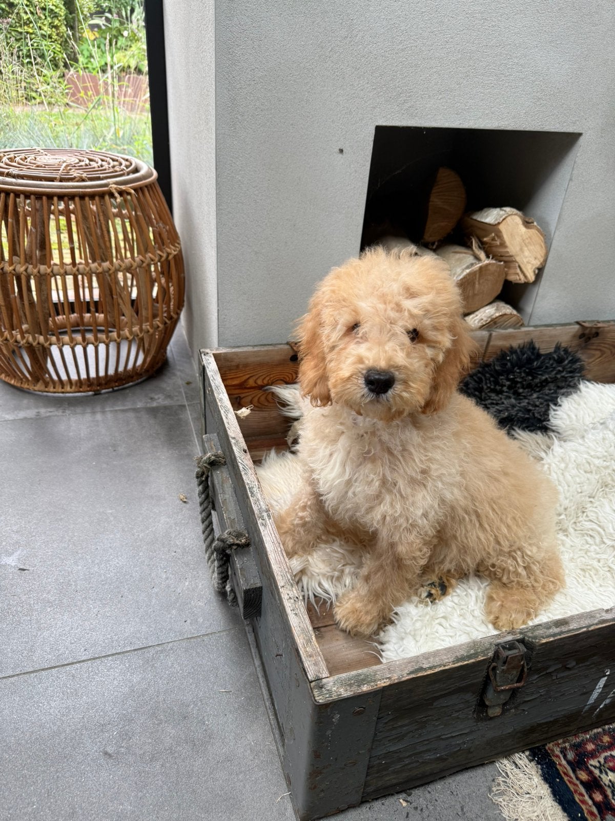 Labradoodle, Nederland, CDV (hondenziekte), 8 tot 15 weken, Meerdere