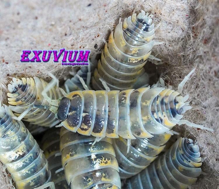Porcellio ornatus Witch’s Brew isopods / pissebedden, Dieren en Toebehoren, Insecten en Spinnen, Overige soorten