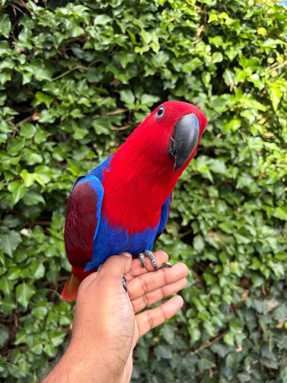 Prachtige & superlieve edelpapegaai, Dieren en Toebehoren, Vogels | Parkieten en Papegaaien, Vrouwelijk, Papegaai, Tam