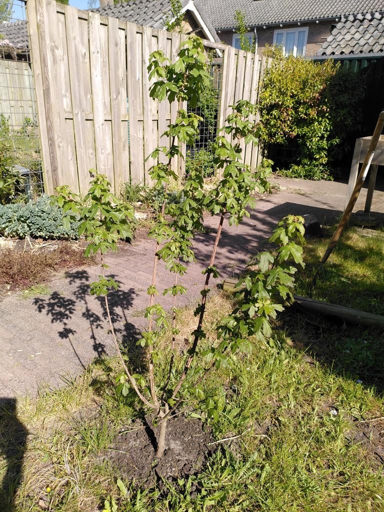 Veldesdoorn, Tuin en Terras, Ophalen, Overige soorten