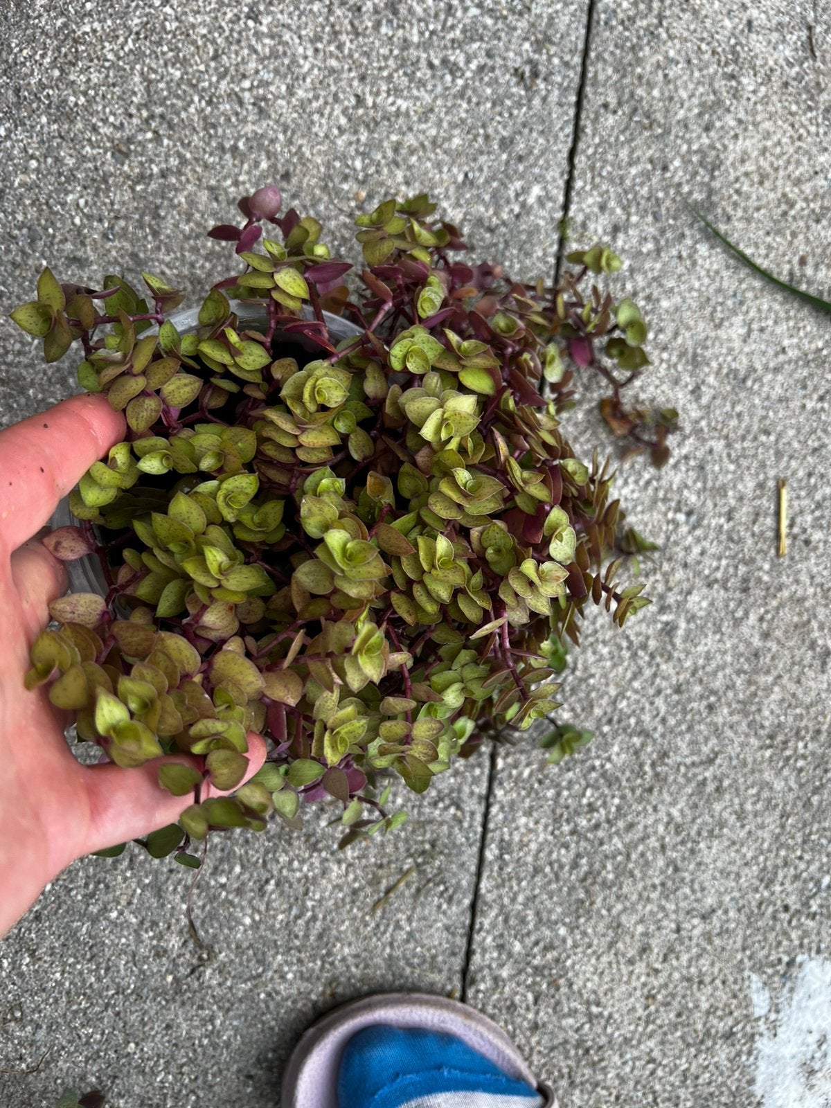 Eetbare plantjes terrarium landschildpad