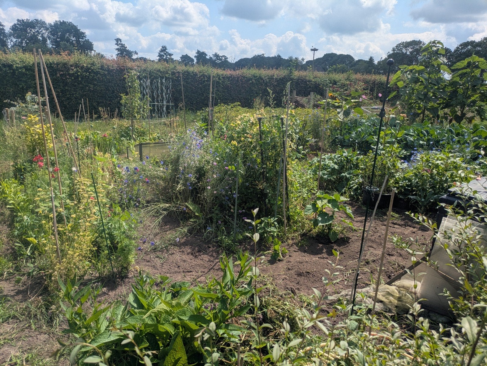 Gezocht zaden stekjes planten 2027 Meerstad, Ophalen of Verzenden, Gehele jaar, Volle zon