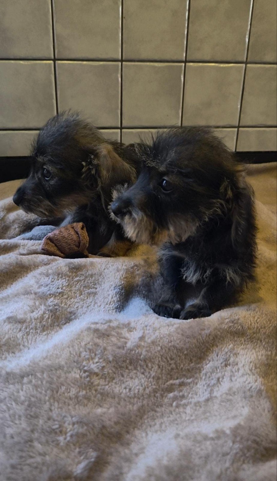 Ruwharige dwergteckel puppy's, 8 tot 15 weken, Dwerg, Meerdere, Meerdere dieren