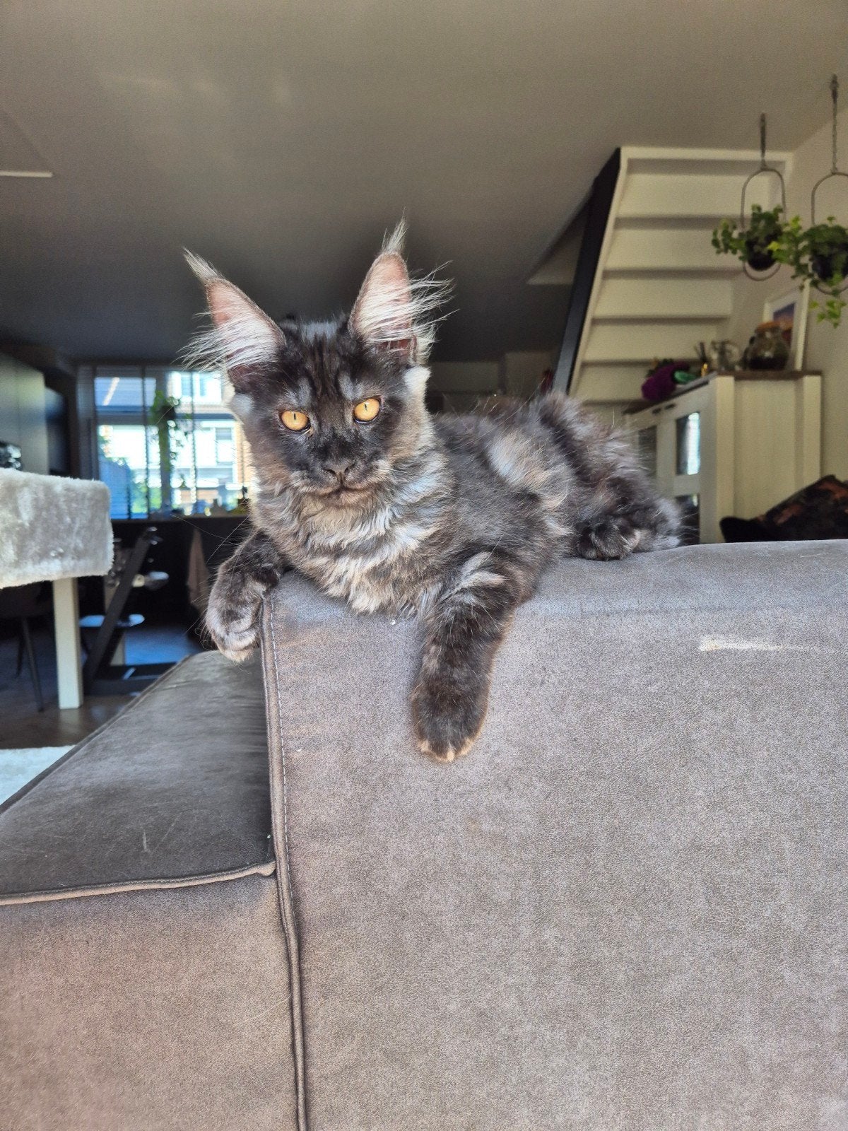 Maine Coon Black Smoke kater
