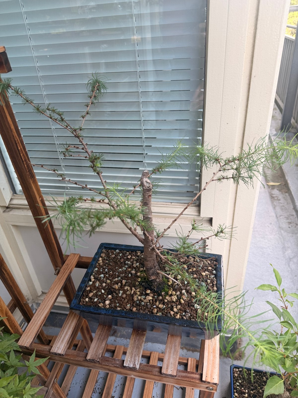Japanse Larix (Larix kaempferi) - 16 jaar oud, Overige soorten, Volle zon, Vaste plant, Ophalen of Verzenden