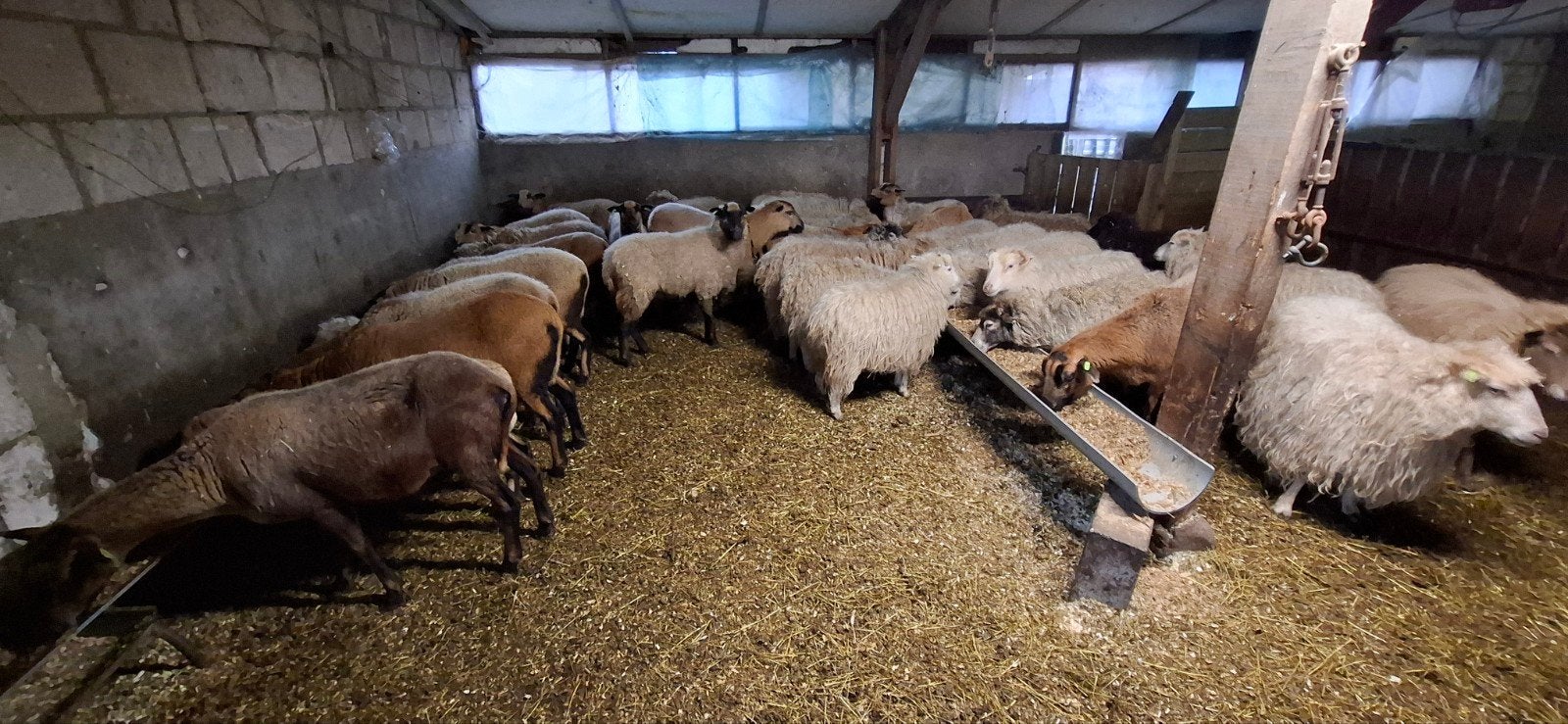 blackbelly en skuddes, Vrouwelijk, Schaap, 3 tot 5 jaar