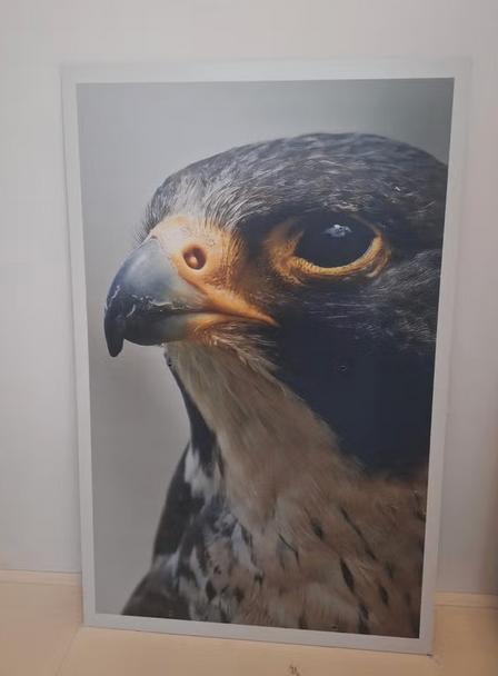 Afbeelding roofvogel muurdecoratie slechtvalk valk groot, Ophalen, Gebruikt