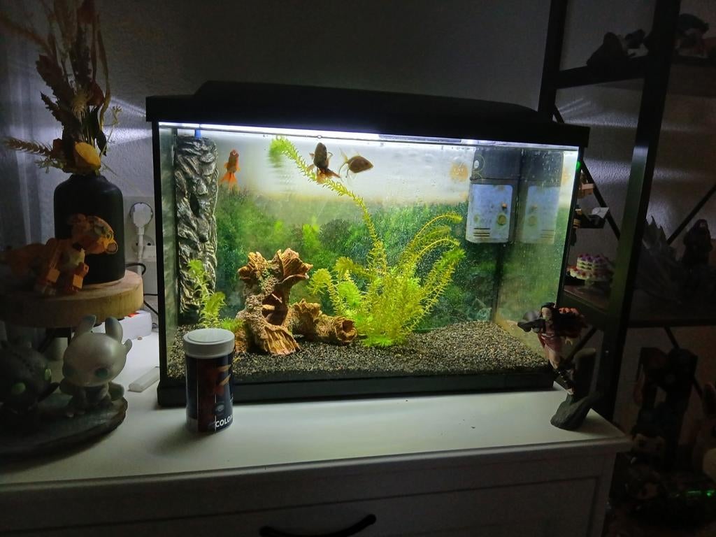 Aqaurium 70 liter, Dieren en Toebehoren, Vissen | Aquaria en Toebehoren, Ophalen, Gevuld zoetwateraquarium