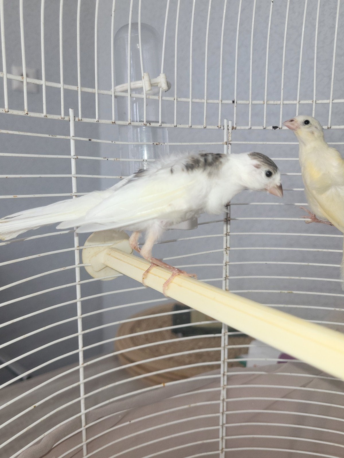 Canary 2, Dieren en Toebehoren, Vogels | Kanaries, Mannelijk, Kleurkanarie