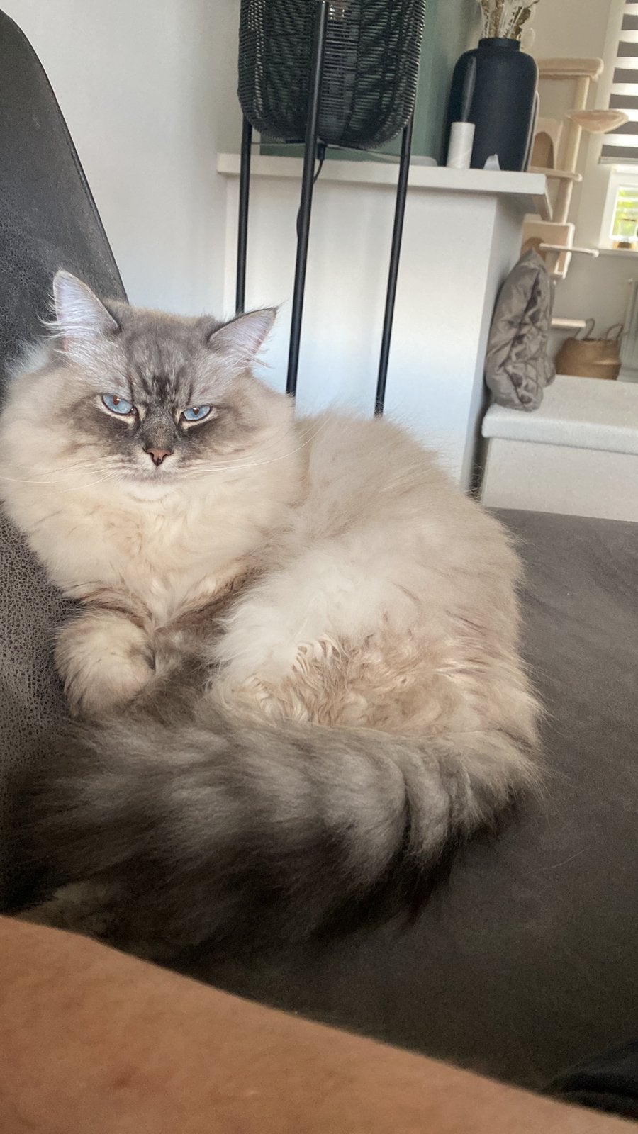 Ter herplaatsing aangeboden 2 Sieberishe katten met stamboom, Meerdere dieren, Met stamboom
