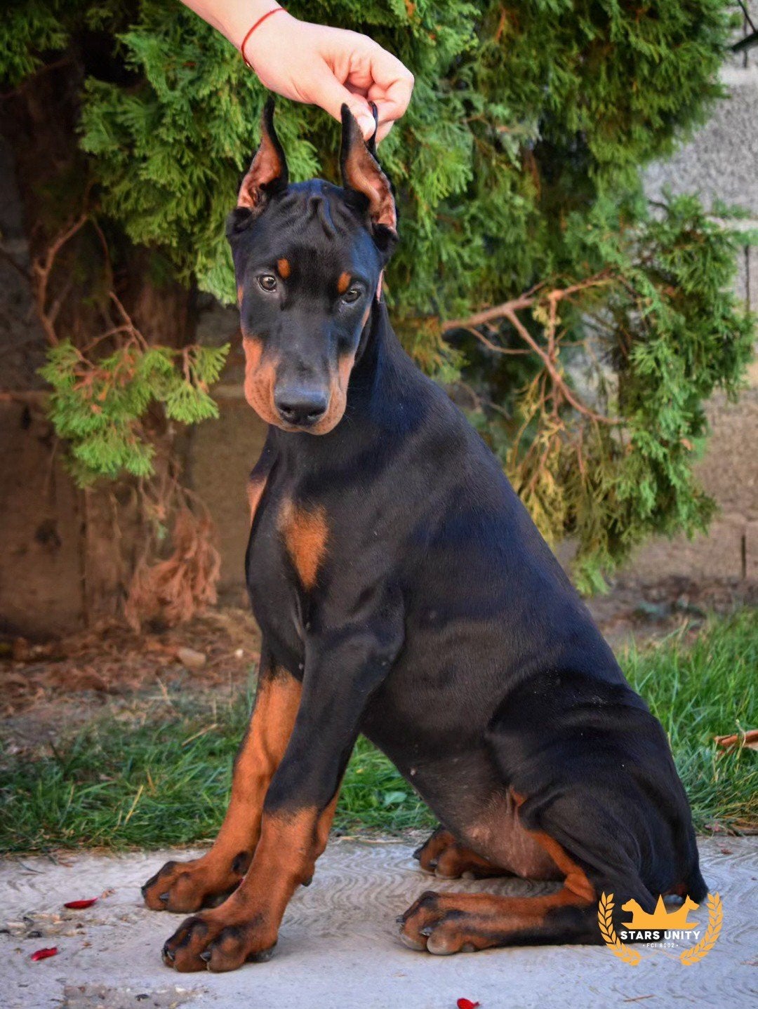 Doberman-puppy's te koop, 15 weken tot 1 jaar, Overige rassen, Buitenland, Meerdere