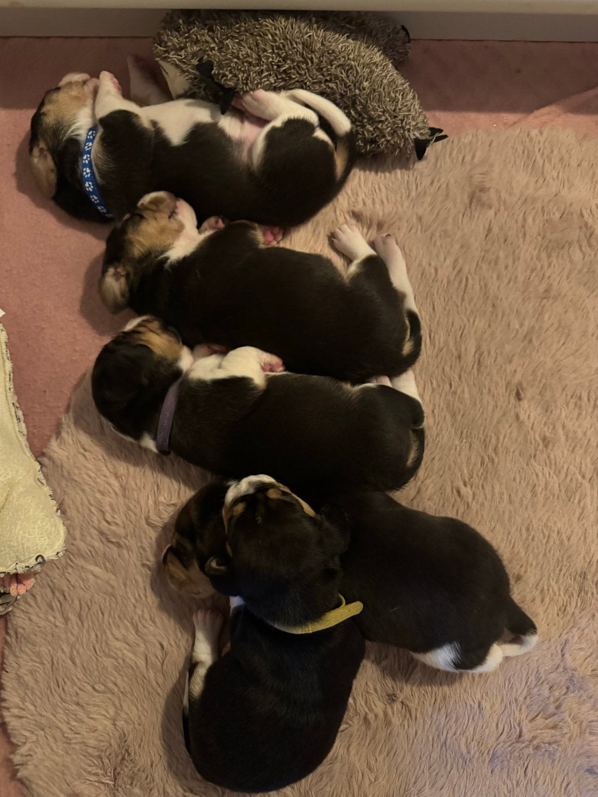 Beagle puppy’s, Parvo, Beagle, 8 tot 15 weken, Meerdere