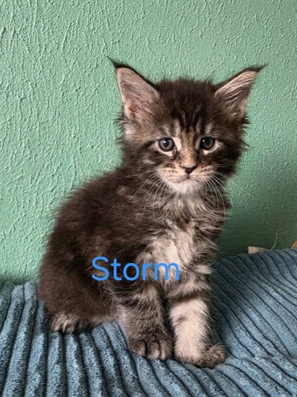 raszuivere Maine coon kittens met stamboom, Meerdere dieren, Langharig, 0 tot 2 jaar