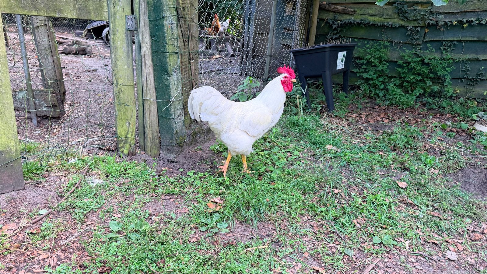 2 barnevelder hanen te koop, Dieren en Toebehoren, Mannelijk, Kip