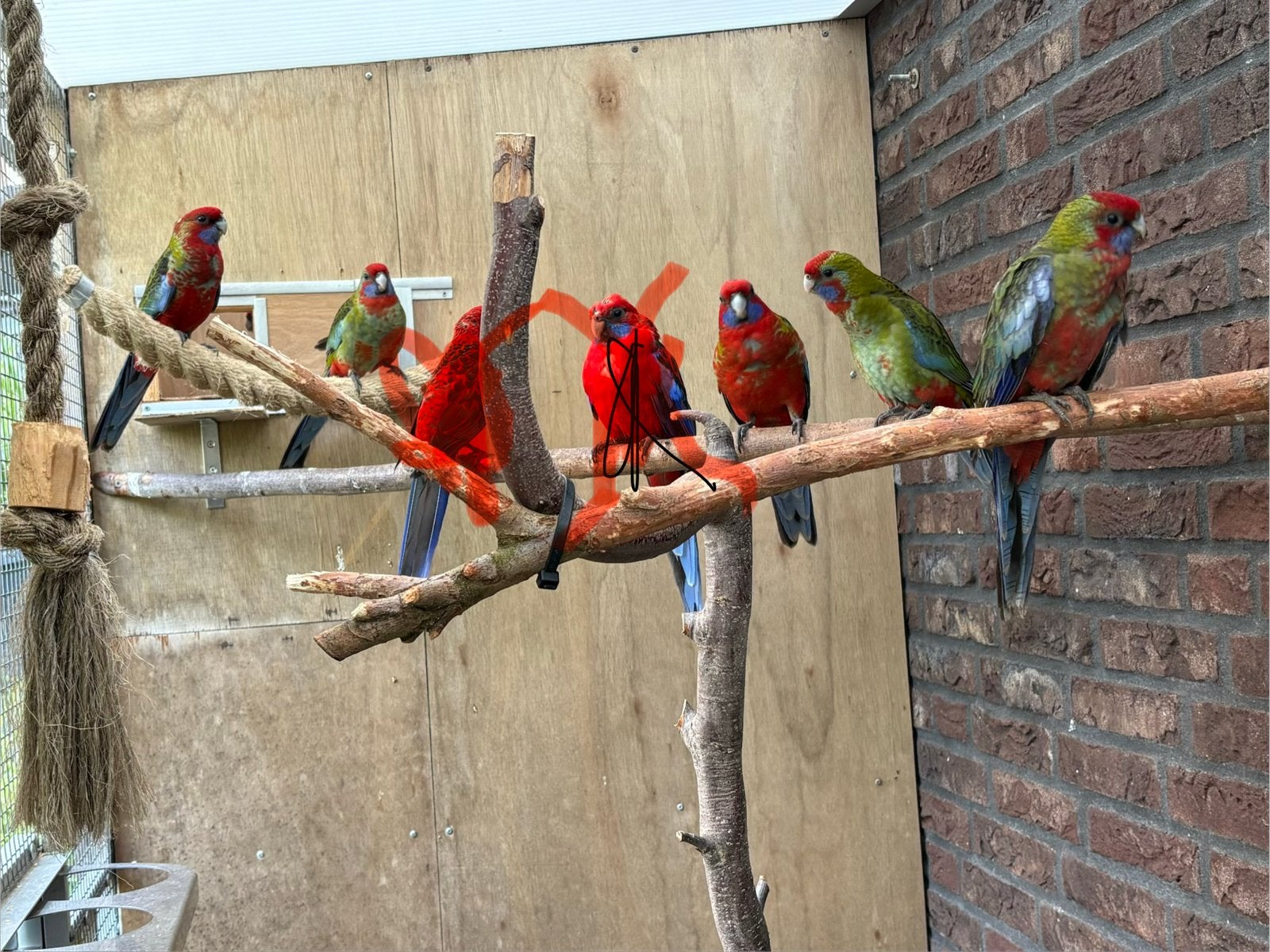 Jonge penant rosella, Dieren en Toebehoren, Vogels | Parkieten en Papegaaien, Meerdere dieren, Parkiet