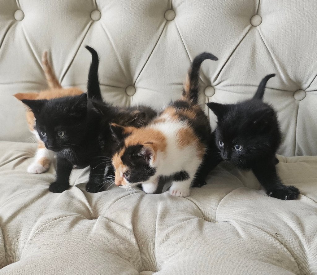 Prachtige jonge kittens| Europese korthaar | 5 weken oud, Dieren en Toebehoren, Katten en Kittens | Raskatten | Korthaar, Kater