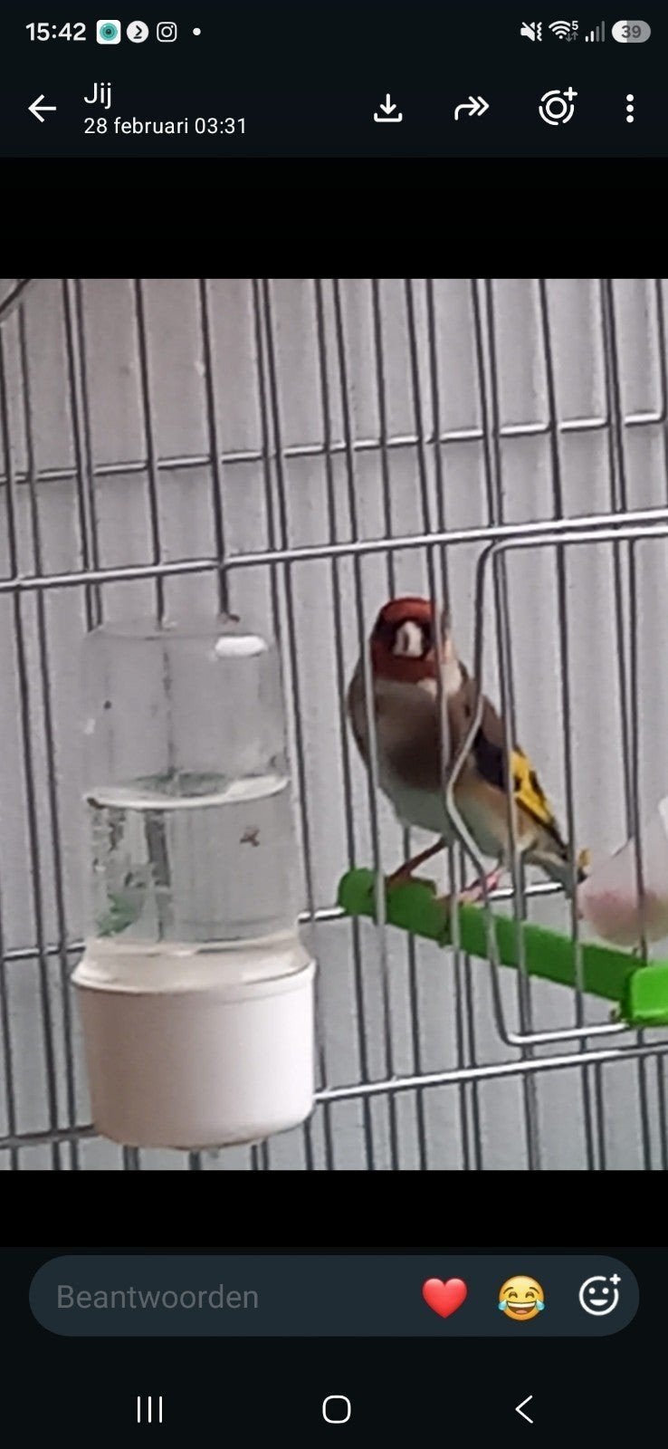 Vogel, Ophalen of Verzenden, Metaal, Vogelkooi