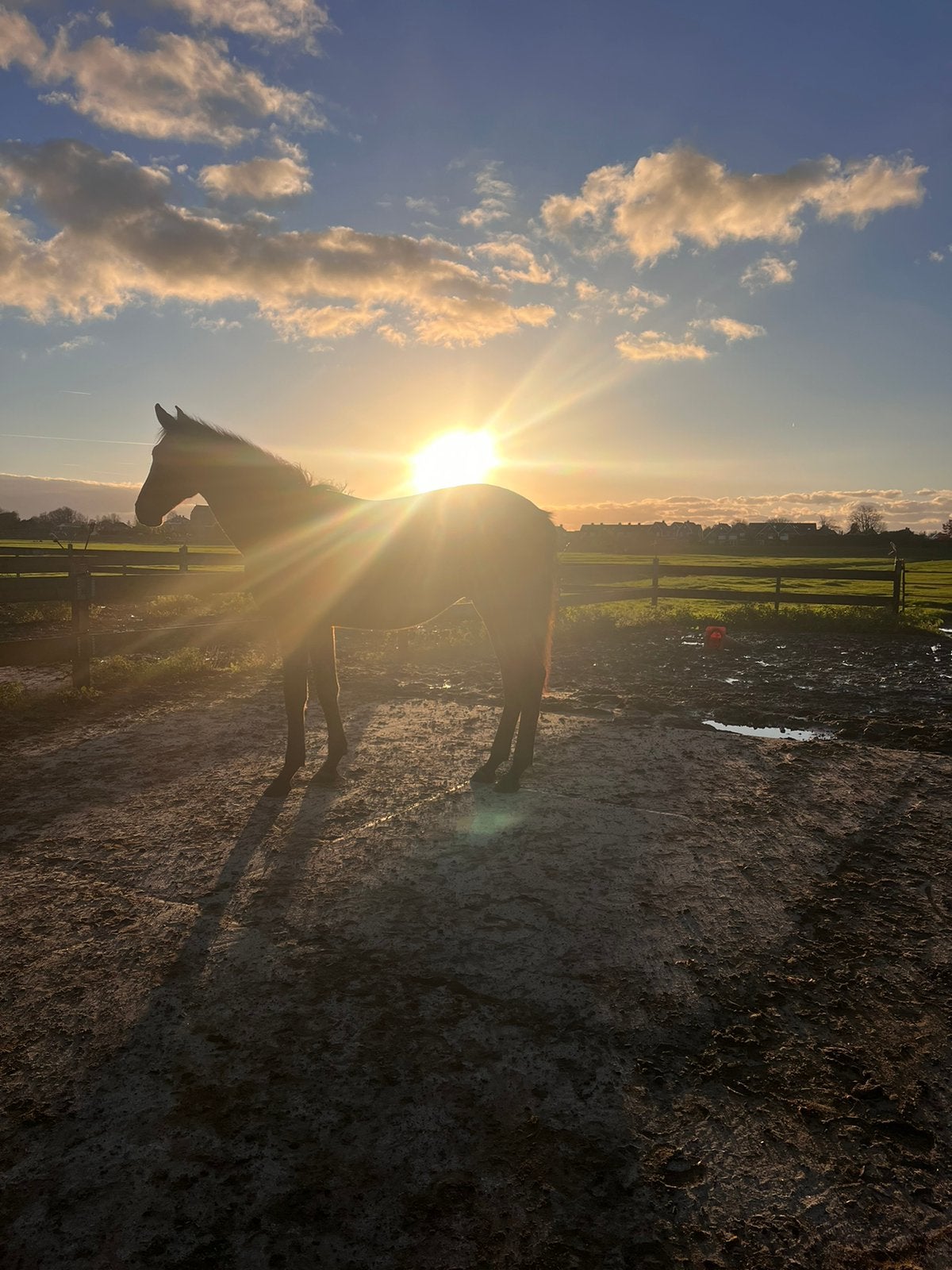 Stal/zomerweide voor jaarling/twenter, Dieren en Toebehoren, Stalling en Weidegang, Opfok, Stalling, Weidegang, 1 paard of pony