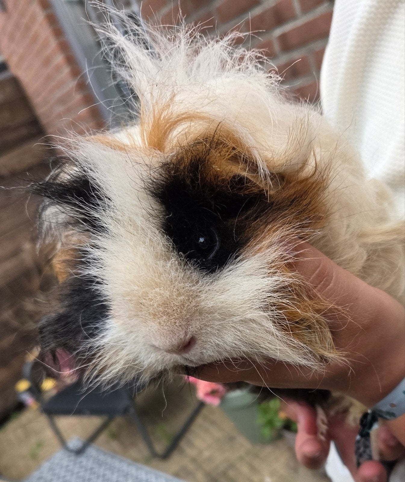 2 langharige krul cavias, Dieren en Toebehoren, Knaagdieren, April, Mannelijk, Cavia