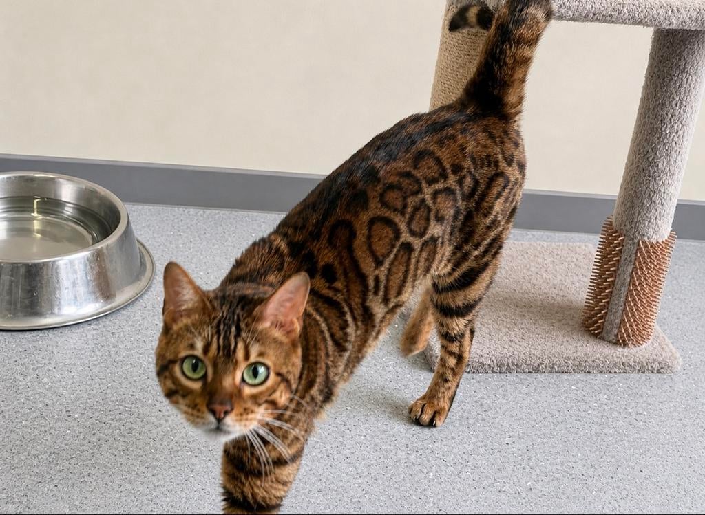 Dekkater te koop bengaal black tabby, Kater, Met stamboom, 0 tot 2 jaar