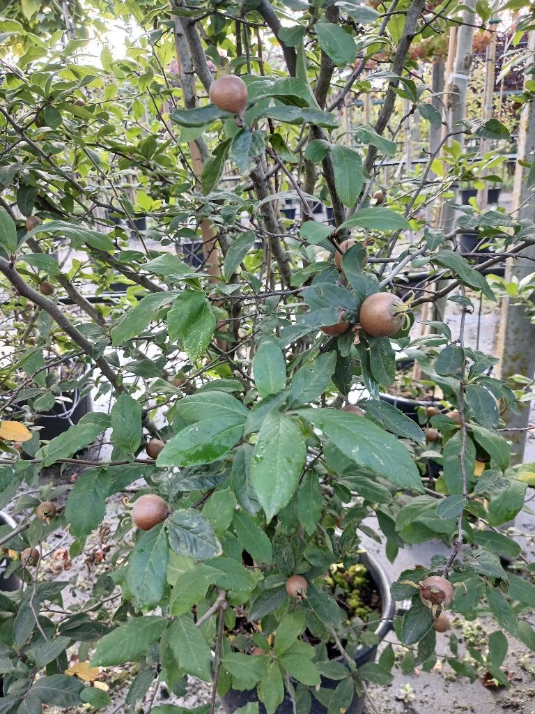 Mispel boom, Overige soorten, Lente, 250 tot 400 cm, Ophalen