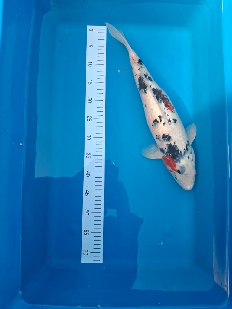 Koi Shiro Bekko 50 cm., Dieren en Toebehoren, Vissen | Vijvervissen, Karper of Koi