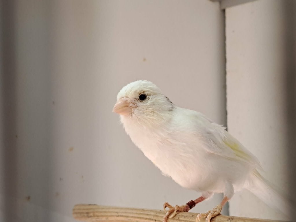 3 overjarige kanaries te koop. Samen, Dieren en Toebehoren, Vogels | Kanaries, Meerdere dieren, Kleurkanarie