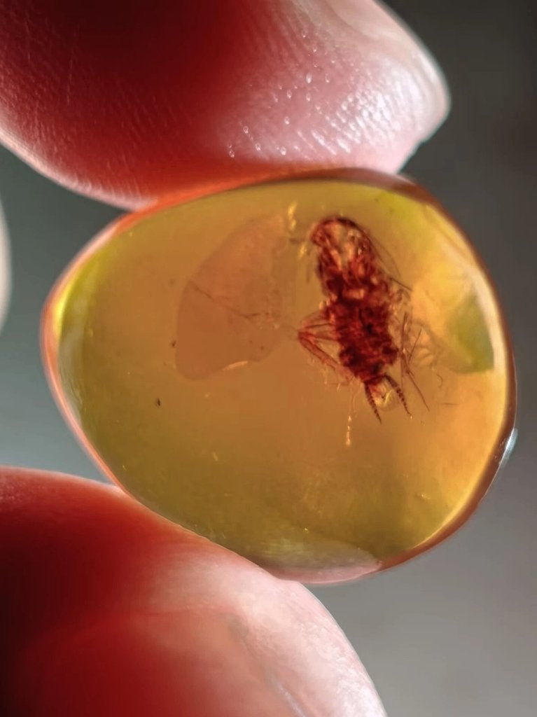 Birmees Amber met insluiting van kakkerlak larve (R), Verzenden, Fossiel
