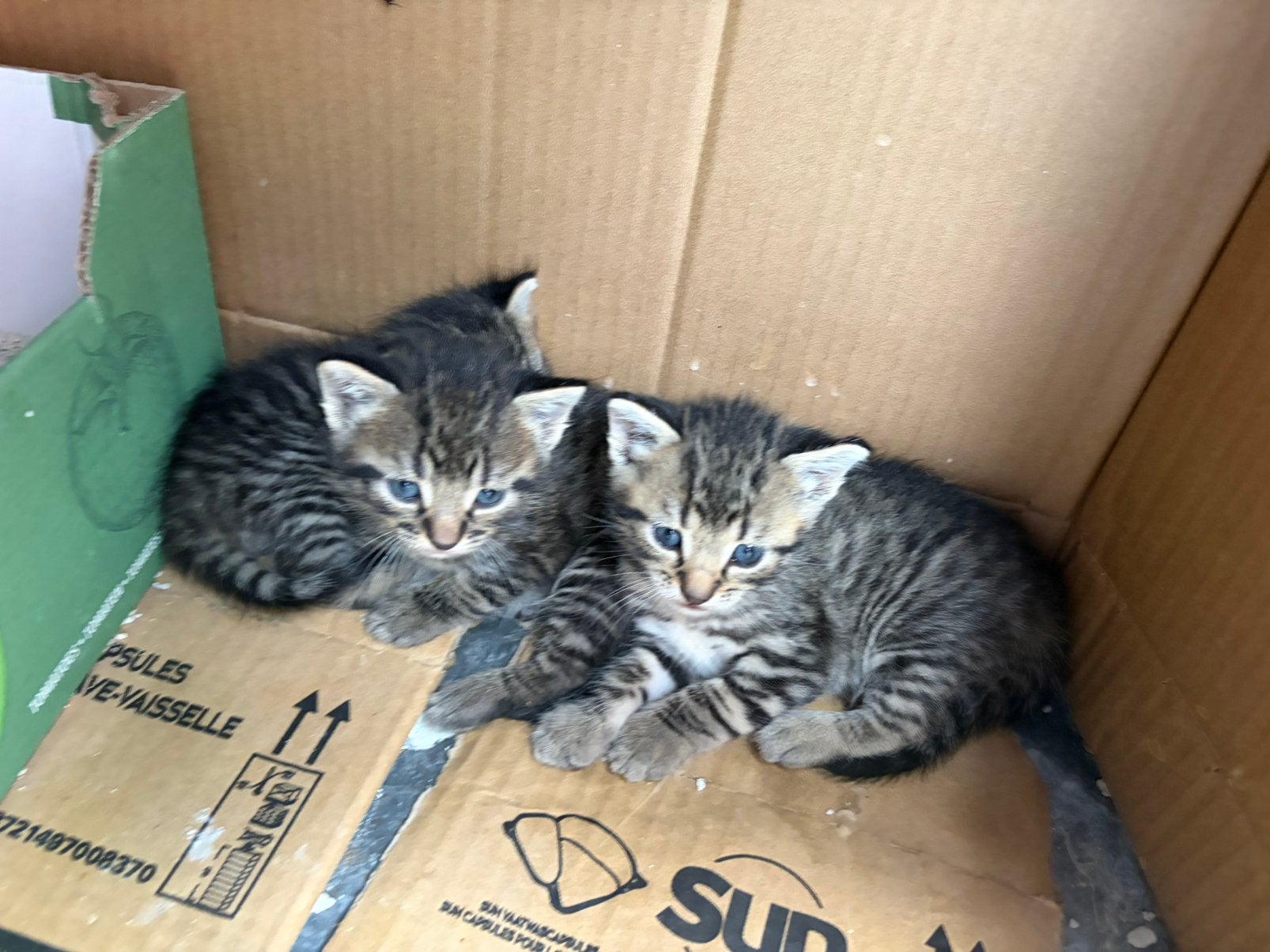 Nestje kittens, Meerdere dieren