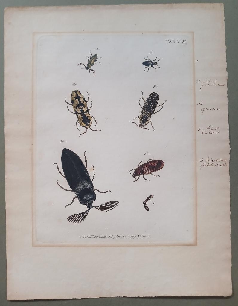 Gravure taxonomie torren J.E. Voet C.F.C. Kleemann 1805, 1800 - 1899, Verzenden, Handgekleurd, Gravure