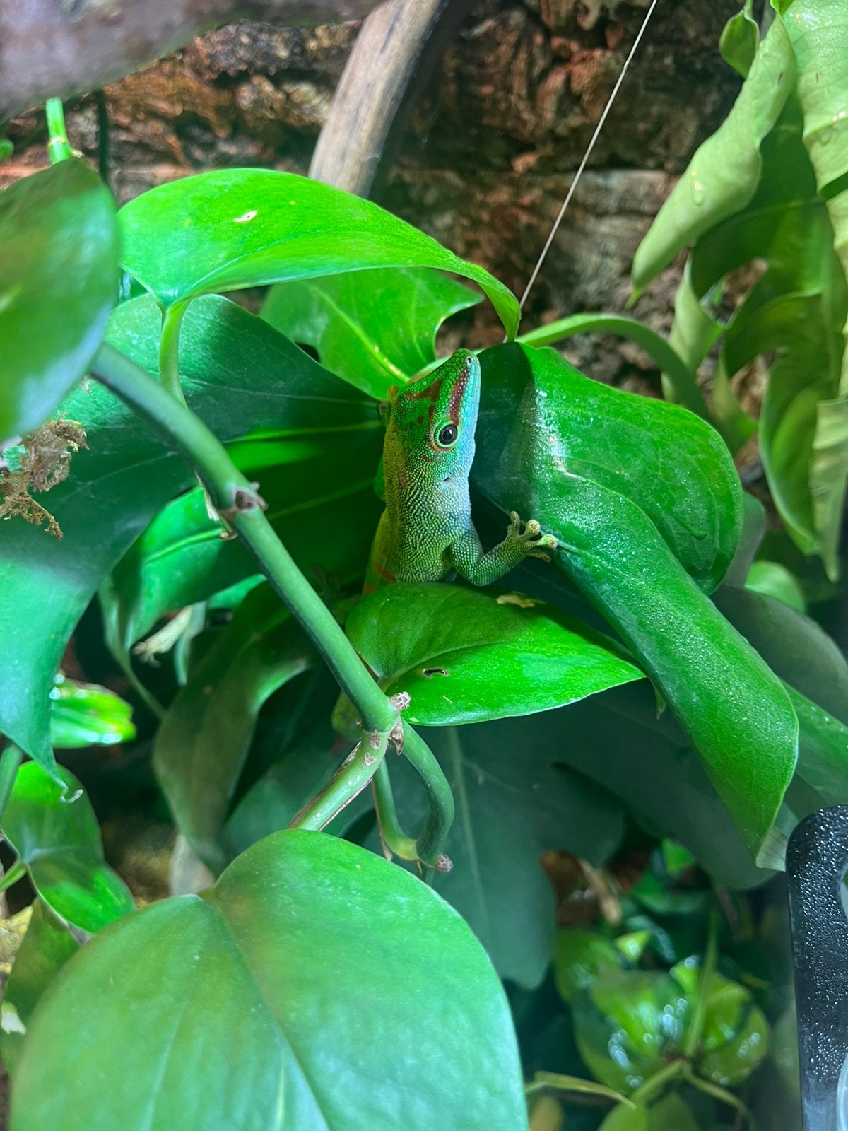 Phelsuma grandis, Dieren en Toebehoren, Reptielen en Amfibieën, Hagedis, Tam, 3 tot 6 jaar