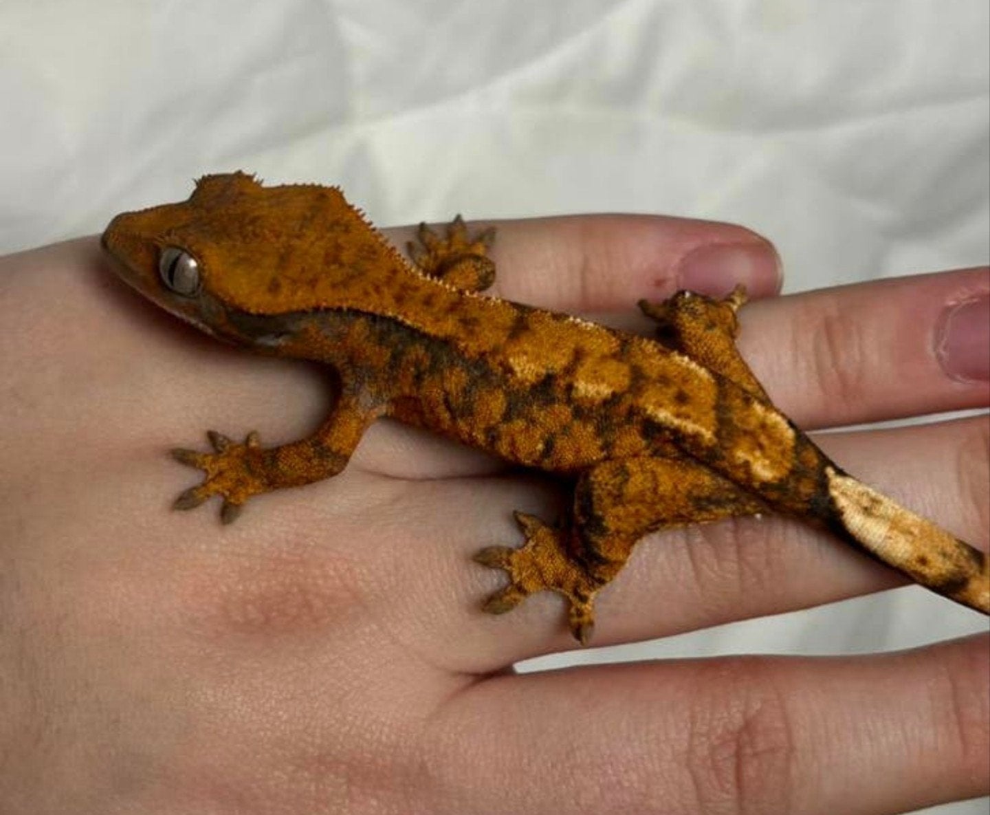 Wimpergekko vrouwtje