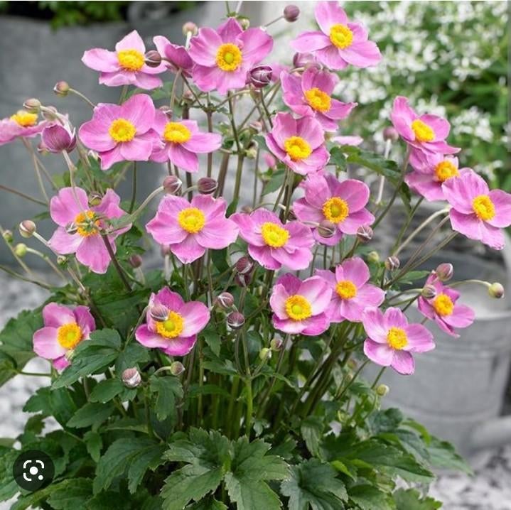 Herfst Anemoon roze vaste planten, Tuin en Terras, Planten | Tuinplanten, Overige soorten, Volle zon, Vaste plant, Ophalen of Verzenden