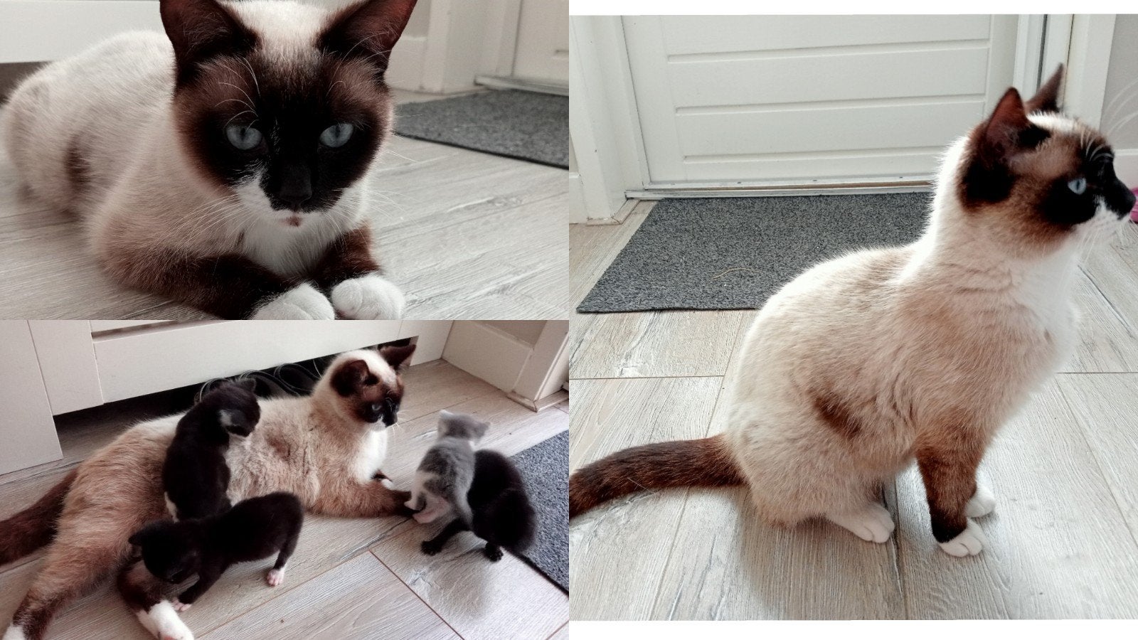 Foto 14 van z.s.m. weg nog 1. Leuke unieke kittens vn Siamese moederpoes