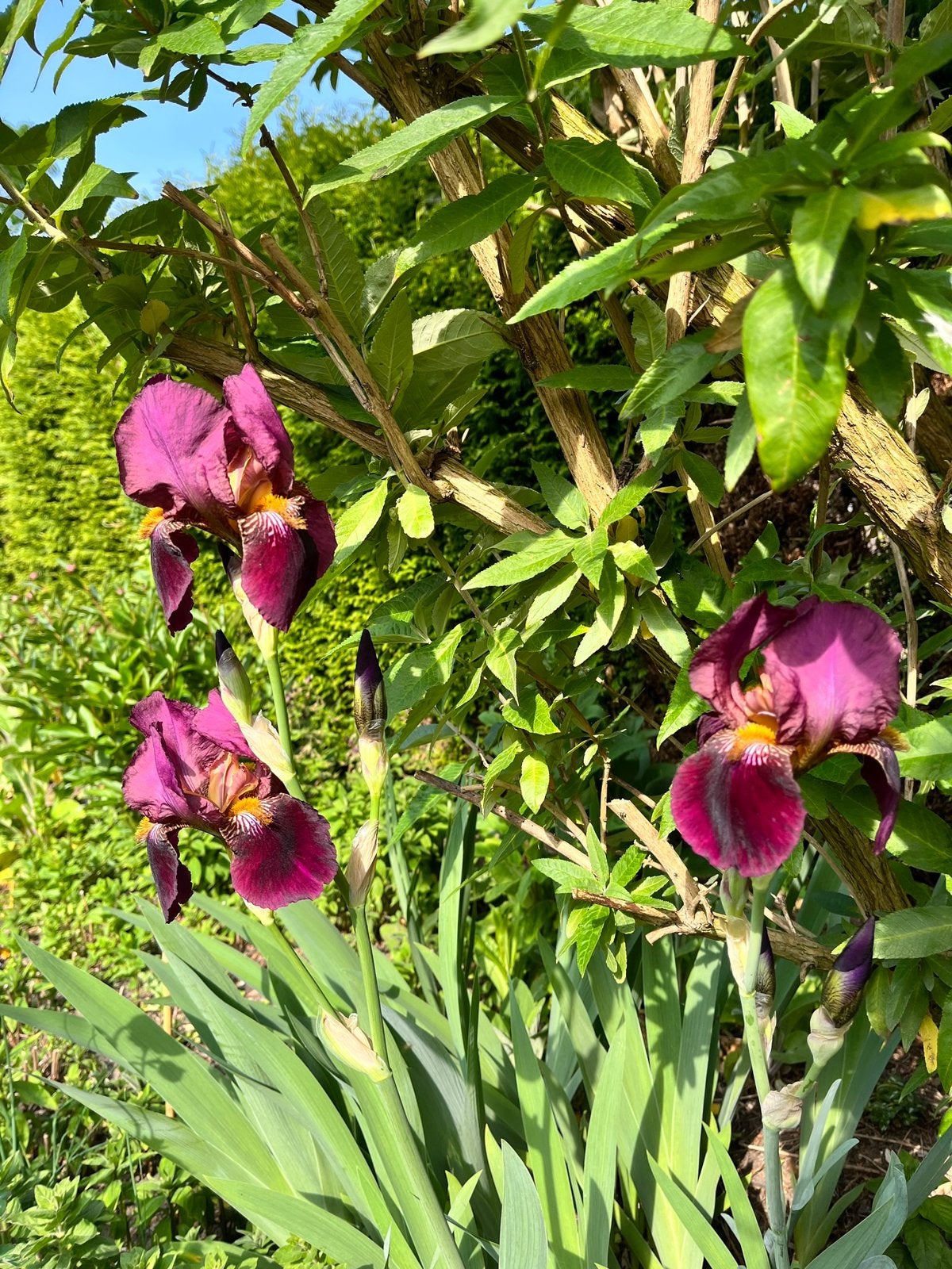 Blauwe Lis (Iris germanica) - Sterke vaste plant, Volle zon, Vaste plant, Lente, Ophalen