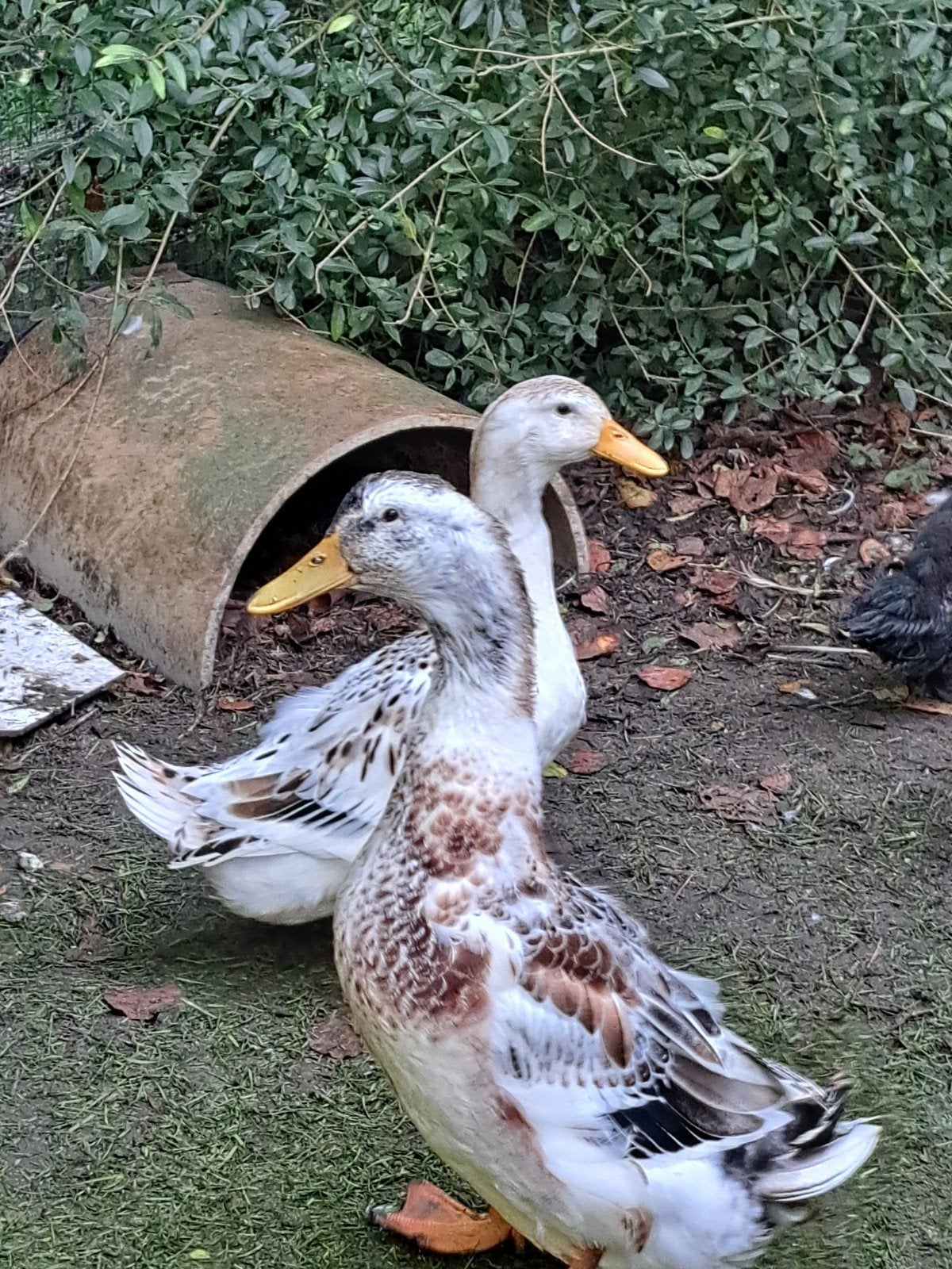 koppel silver appleyard eenden, Dieren en Toebehoren, Meerdere dieren, Eend
