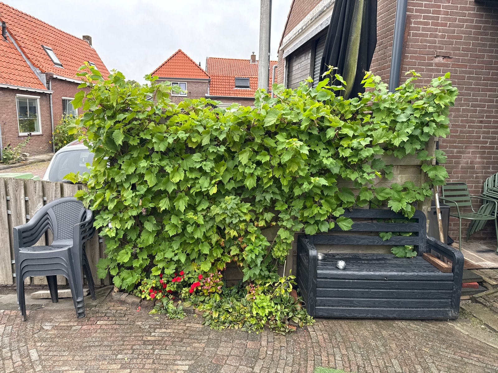 Rode paarse druivenstruik aangeboden, Tuin en Terras, Ophalen