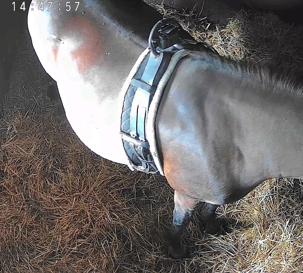 Birthalarm te huur, Ophalen, Overige soorten