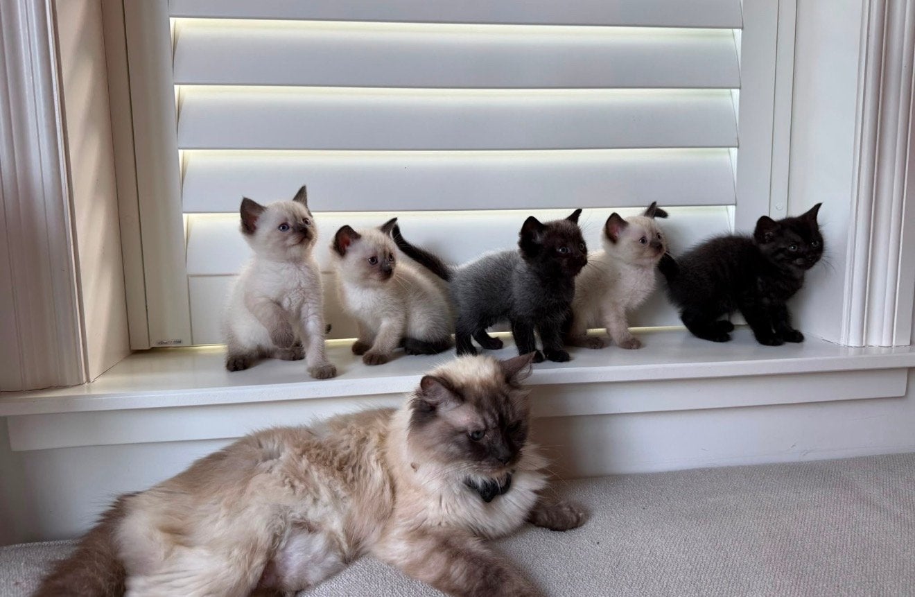 Prachtige Ragdoll(-mix) kittens zoeken lief thuis, Meerdere dieren, Ontwormd, 0 tot 2 jaar
