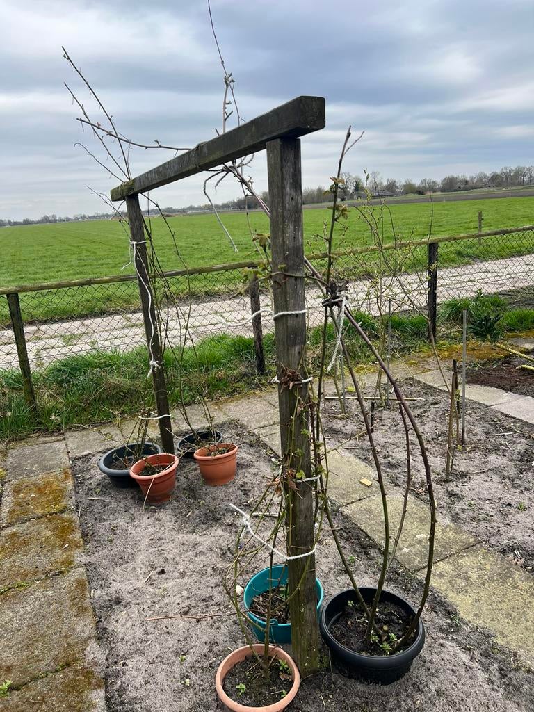 Doornloze braam, Ophalen, Minder dan 100 cm, Lente, Overige soorten
