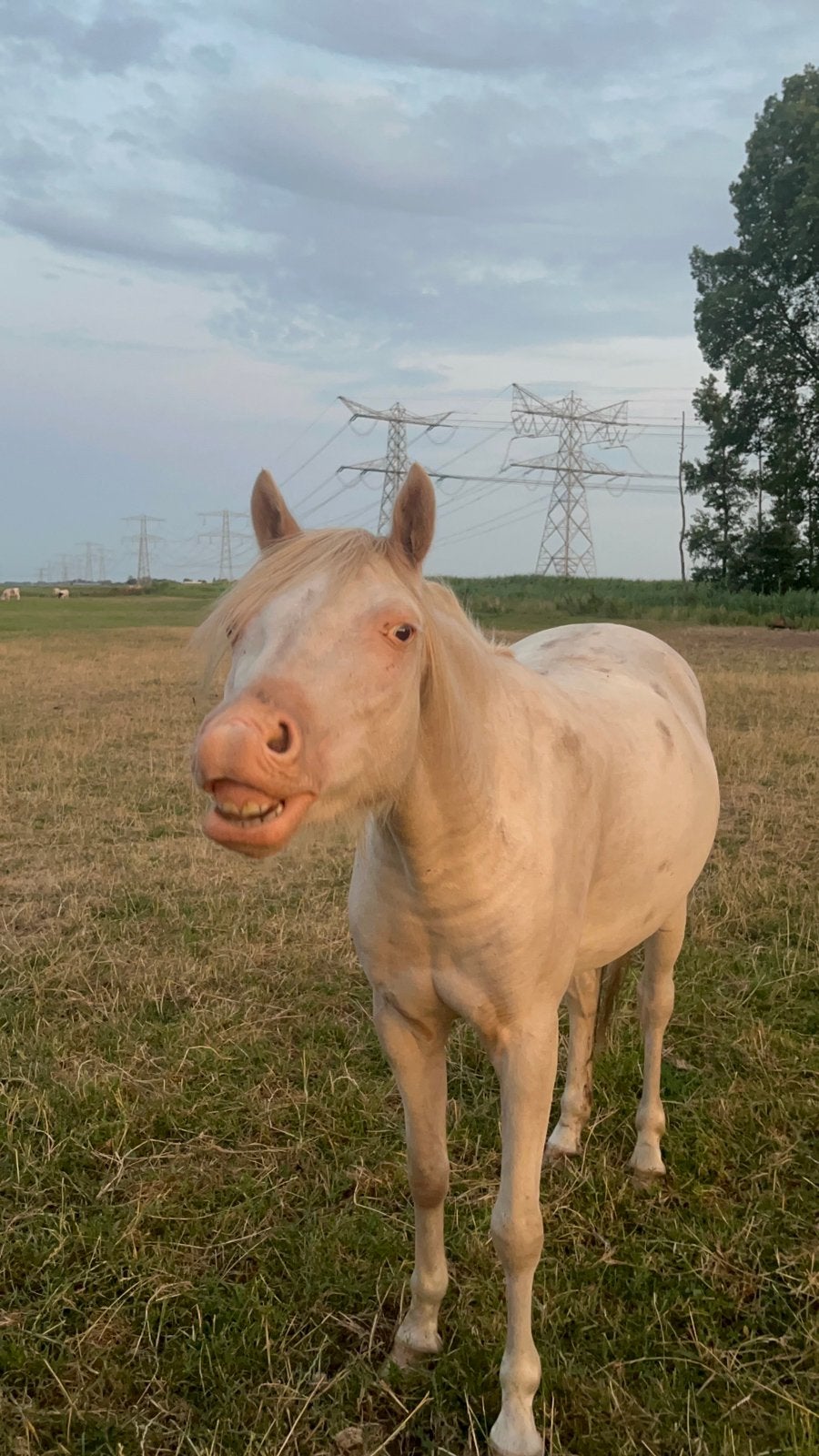 Mooie 3 jarige perlino pony, Ruin, Dressuurpony, 3 tot 6 jaar, C pony (1.27m tot 1.37m)