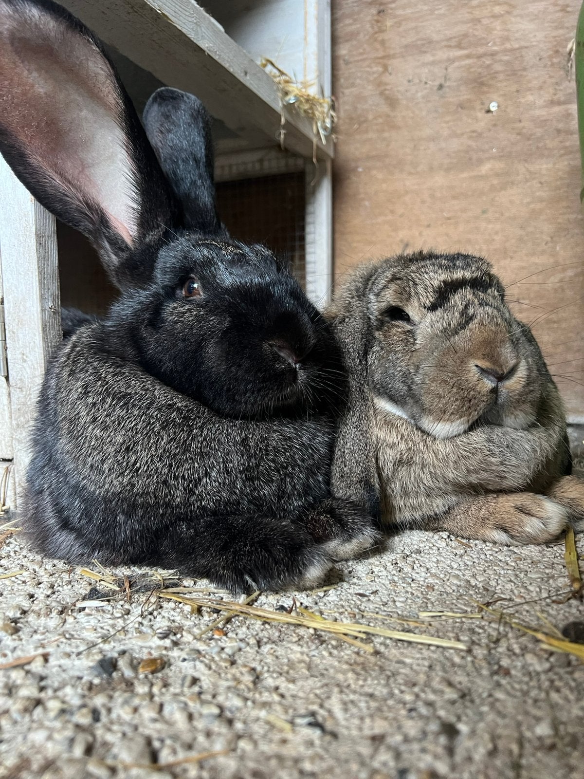 Franse hangoor en kruising vlaamsereus, Meerdere dieren, Groot, Hangoor, 0 tot 2 jaar
