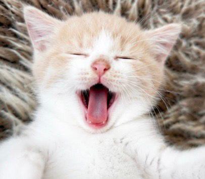 Schattige kruising Ragdoll kittens beschikbaar !!!, Dieren en Toebehoren, Meerdere dieren