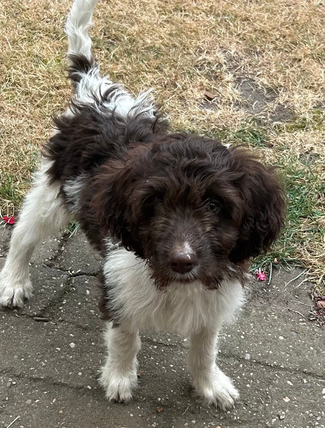 Prachtige Heidewachtel mix pups, Parvo, Nederland, Overige rassen, 8 tot 15 weken