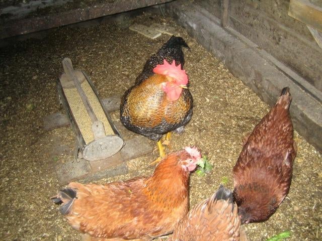 Broedeieren van Boerenkippen, Dieren en Toebehoren, Geslacht onbekend, Kip
