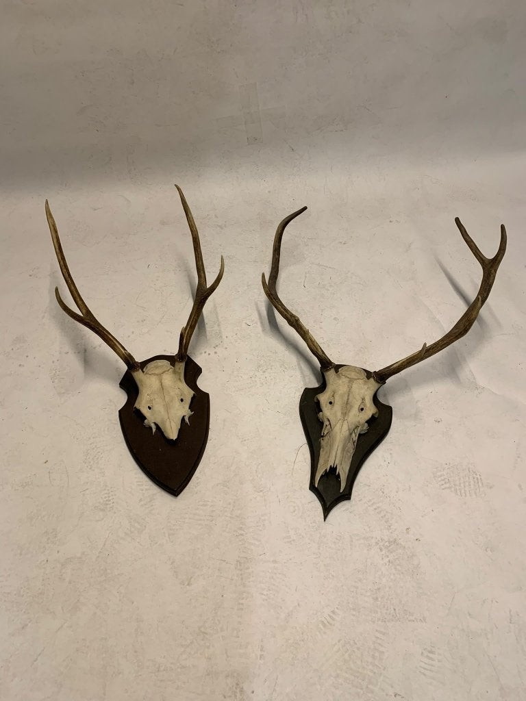 Twee bokjes Geweien op Schild - Decoratieve Wanddecoratie, Ophalen, Gebruikt, Hert, Gewei of Kop