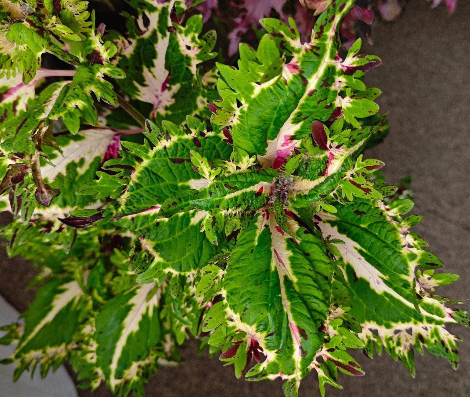zeldzame coleus siernetel stekje nr14, Ophalen, Halfschaduw, Minder dan 100 cm